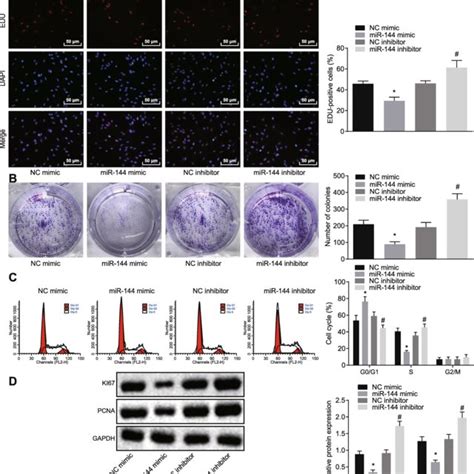 overexpression of mir 144 attenuates nsclc cell proliferation and download scientific diagram