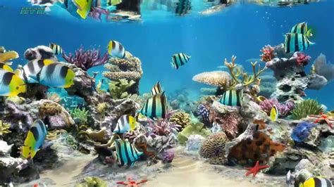 December digital wallpapers | may designs. Sim Aquarium Live Wallpaper - My Desktop - YouTube
