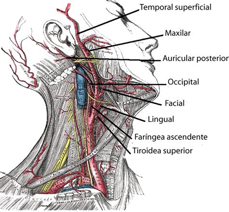 Arteria Car Tida Google Search Subclavian Artery Vertebral Artery Spinal Surgery Oral