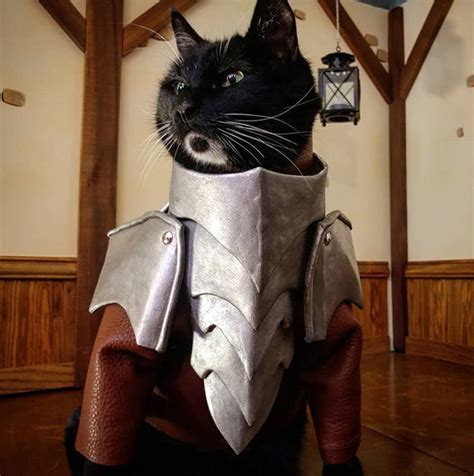Every Cat Secretly Has A Set Of Battle Armor Pics Izismile