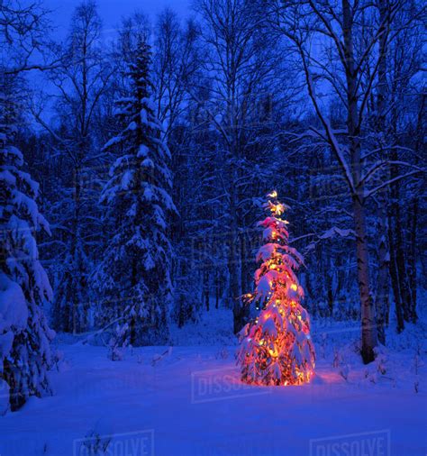 Lit Christmas Tree In Forest At Twilight Southcentral Alaska Winter