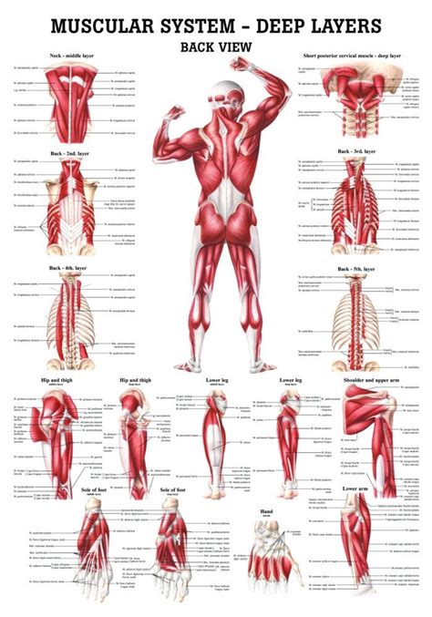 Human Muscular Systems Deep Layers Of The Back Poster Clinical Charts And Supplies