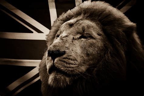 The british were introduced to lions in their colonial ruled nations and hence took it up to their buildings and hence made it into the symbol as we knkw it today. White Lion And British Flag Stock Photo - Image of symbol ...