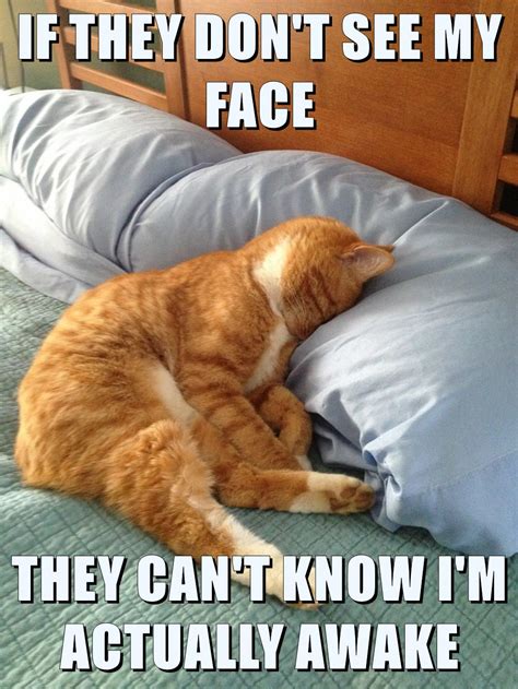 Faceblock Lolcats Lol Cat Memes Funny Cats Funny Cat Pictures