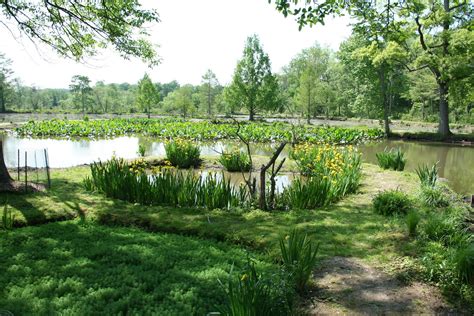 Walk farther out into the park and there is a boardwalk that extends out into the marshes all the way to the anacostia river, with plenty of birds, animals, turtles. Love, Joy and Peas: Kenilworth Park & Aquatic Gardens Photos