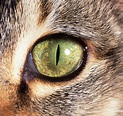 Cat's eye photo WP05397
