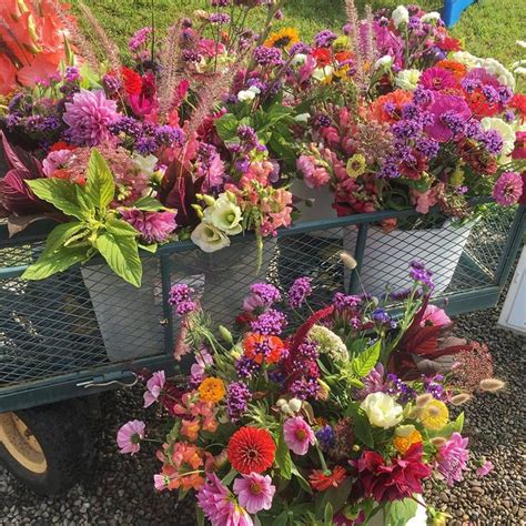 The Flower Stand Is Best U Pick Flower Farm In Buffalo