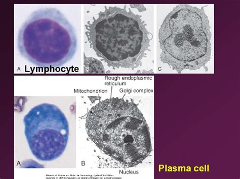 4 Anatomy Of The Immune System Ii Immunology