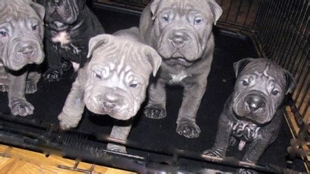 It is a cross between the shar pei puppies puppies animals dog lover gifts animal lover dog lovers doggy pets my animal. Bull-Pei Dog Breed Information and Pictures