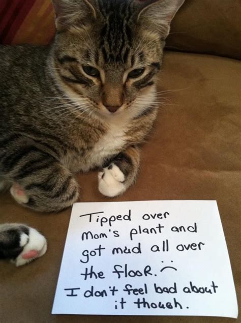 Cats Behaving Badly Pets Pinterest