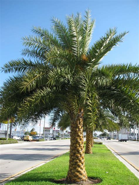 Sylvester Date Palm Trees Landscaping Landscape Design Florida