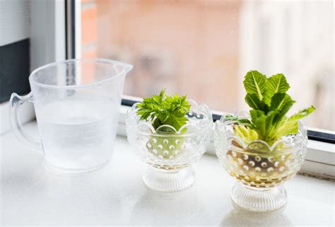 11 Veggie Scraps You Can Regrow And Thatll Save You Money