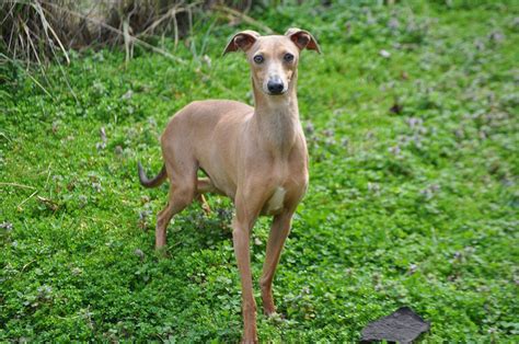 Buy, sell, adopt or place ads for free! Italian Greyhound Puppies For Sale - Kim Dildine dog ...