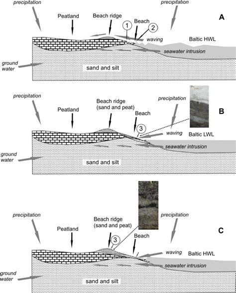 Pattern Of Brackish Marsh Soil Formation With The Allochthonous Organic