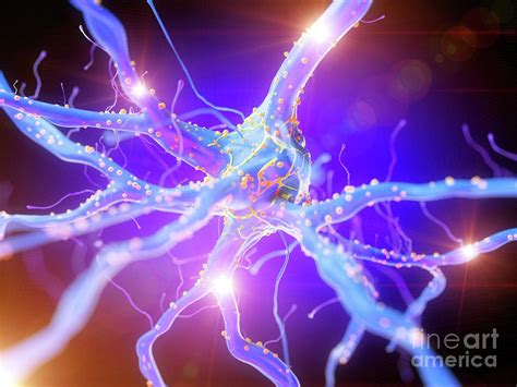 Illustration Of An Active Nerve Cell Photograph By Sebastian Kaulitzki