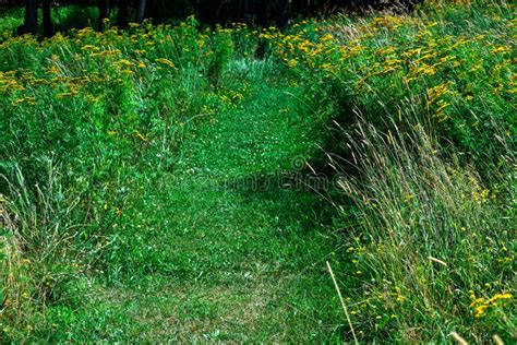 The Path Through The Tall Grass On A Green Field Stock Image Image Of