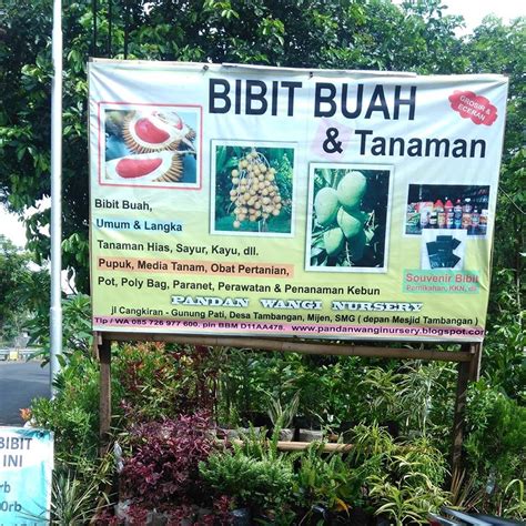 Menjual bibit unggul buah sayuran kualitas pilihan, tersedia bibit cabai, tomat, pare, terong, kacang panjang, sawi BIBIT TANAMAN BUAH: PROFIL PANDAN WANGI Nursery