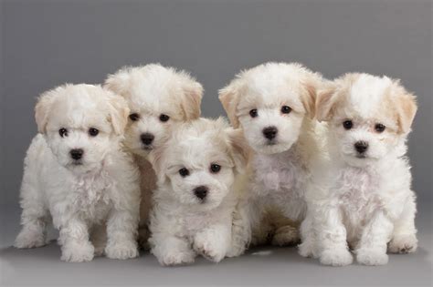 How Much Do Bichon Frise Cost Puppy4homes