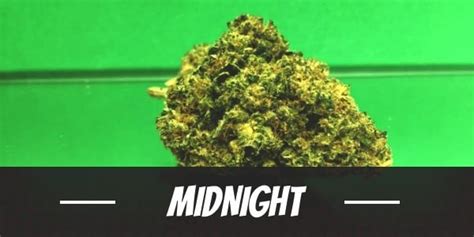 Midnight Weed Strain Review And Information