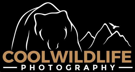 48hourslogo Review Fast Custom Logo Design 2020 Cool Wildlife