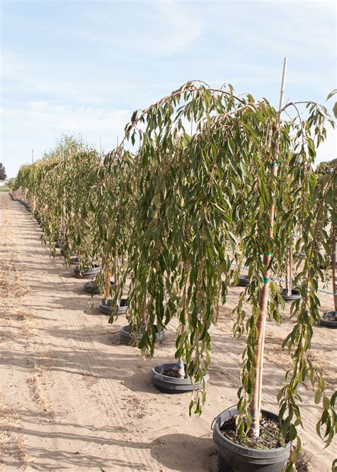 Double Weeping Cherry Tree Garden Gate Nursery