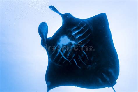 Black Manta Ray Stock Image Image Of Colorful Fish 35288827
