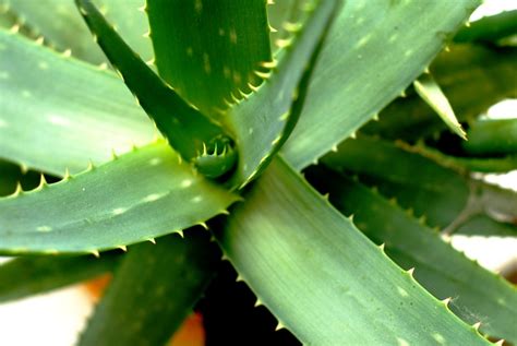 In general, products that are labeled organic. The aloe vera gel properties and the best aloe vera Gel ...