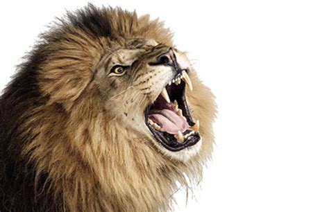Roaring Like Lion Mp3 Download Newsletterfasr