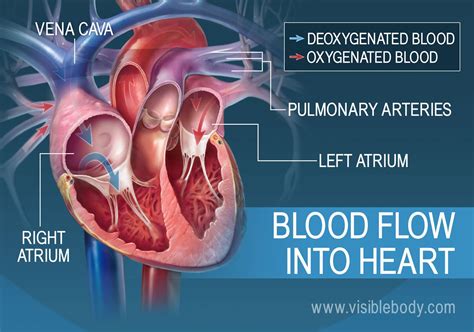 El corazón Anatomía circulatoria Mefics