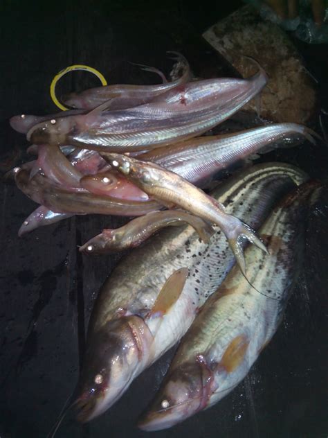 Apabila pengaruh itu telah mengubah kondisi perairan. Ikan Khas yang Hidup di Sungai KALIMANTAN | Tentang Ikan ...