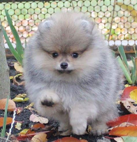 Find the right breed, and the perfect puppy at puppyfind.com. Pomeranian for sale near me,ready for rehome now
