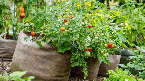 8 Steps To Growing Tomatoes In Grow Bags Total Home Blog