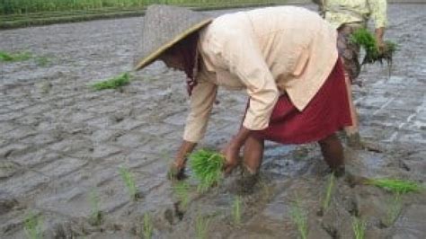 7 Cara Menanam Padi Yang Baik Dan Menguntungkan Dijamin Lengkap