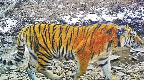 ‘what Do China’s Siberian Tigers Eat’ Asks Curious President Xi Jinping South China Morning Post