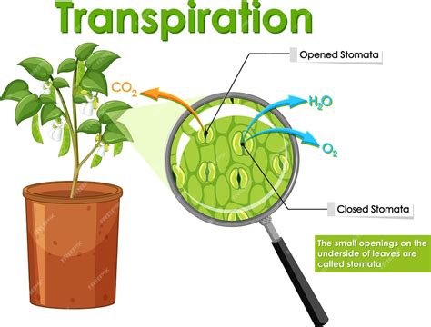 Free Vector Diagram Showing Transpiration In Plant