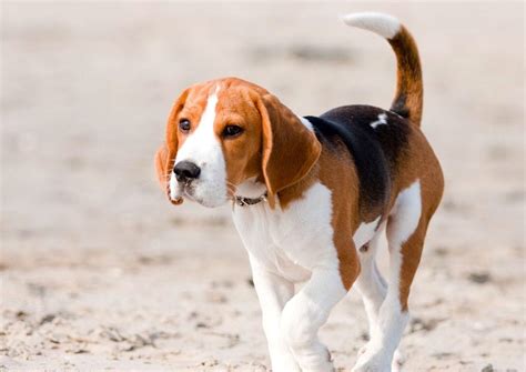 5 Things To Know About Beagles Petful