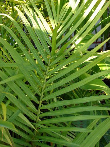 How To Care For Spider Plants And Majesty Palm Houseplants 101 Faq