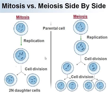 Difference Between Mitosis And Meiosis Gordon Robertson