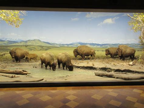 North American Mammal Hall Natural History Museum Of Los Angeles