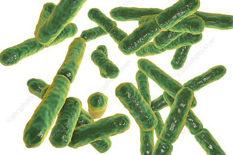 Bifidobacterium Bacteria Illustration Stock Image F0217323