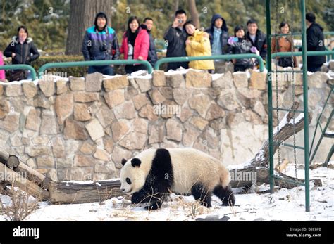 A Giant Panda At Beijing Zoo 19 Feb 2009 Stock Photo Alamy