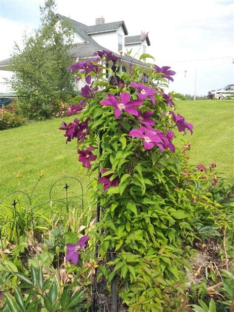 My clematis arrived happy and healthy, went right into the ground and has already produced a new leaf. red cardinal clematis | Clematis, Perenial flowers, Plants
