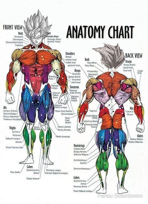 Muscle Chart Anatomy Diagram For Bodybuilders By Fanou Boomboom