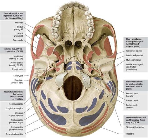 The muscles of the back that work together to support the spine, help keep the body upright and allow twist and bend in many directions. Muscles of the Skull & Face - Atlas of Anatomy