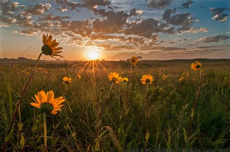 Sunrise in sand prairie. TNC Platte River Prairies, Nebraska. | The ...