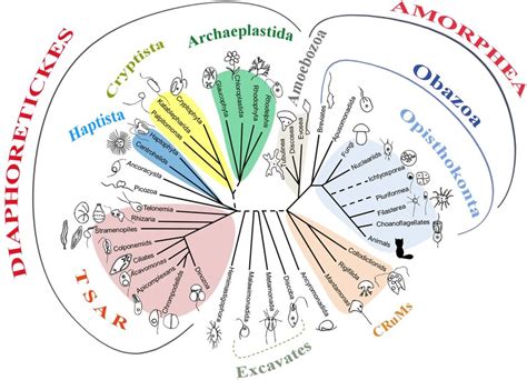 The Eukaryotic Tree Of Life According Current Phylogenomic Studies And