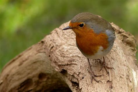 Fotos Gratis Rama Pájaro Fauna Silvestre Pico Jardín Robin