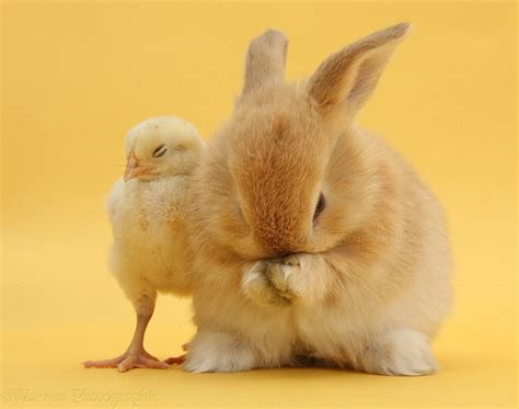 Sandy Rabbit And Yellow Bantam Chick Photo Wp33639