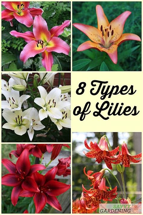 Types Of Lilies 8 Beautiful Cold Hardy Choices For The Garden 花