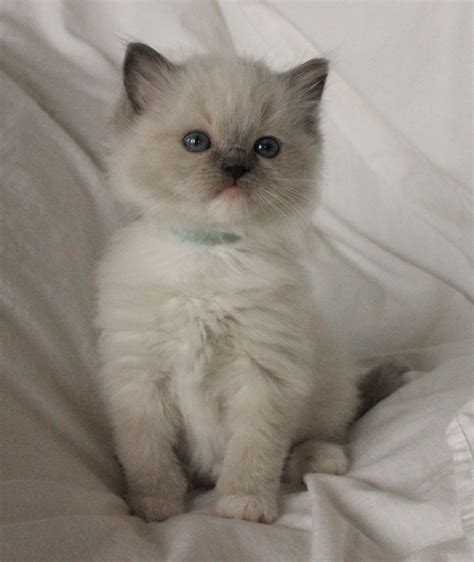 Adorable Blue Point Ragdoll Kitten Available Now
